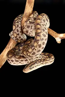 Snake Prints: Colombian Rainbow Boa (Epicrates maurus)