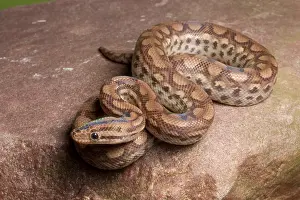 Snake Prints: Colombian Rainbow Boa (Epicrates maurus )