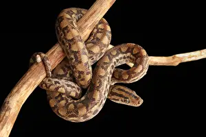 Many Science & Medical Prints: Colombian Rainbow Boa (Epicrates maurus)