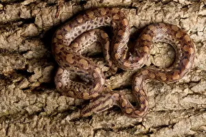 Snake Prints: Colombian Rainbow Boa on tree bark