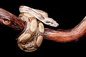 Tail Prints: Colombian Red Tail Boa on Branch