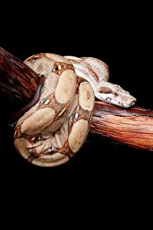 Many Science & Medical Prints: Colombian Red Tail Boa on Branch