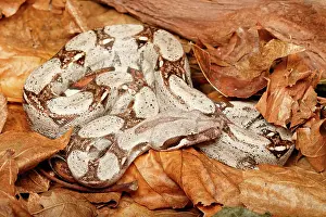 Tail Prints: Colombian Red Tail Boa Constrictor