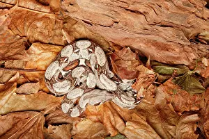 Tail Prints: Colombian Red Tail Boa Constrictor