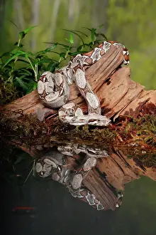 Tail Prints: Colombian Red Tail Boa Constrictor