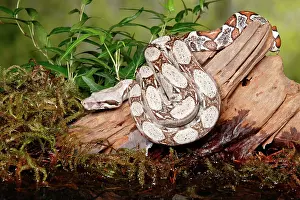 Tail Prints: Colombian Red Tail Boa Constrictor