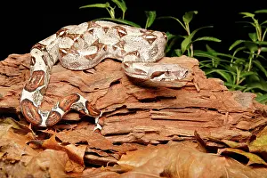 Tail Prints: Colombian Red Tail Boa Constrictor