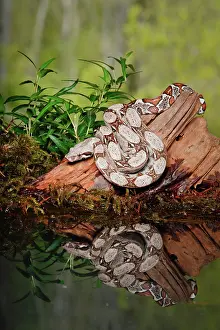 Tail Prints: Colombian Red Tail Boa Constrictor