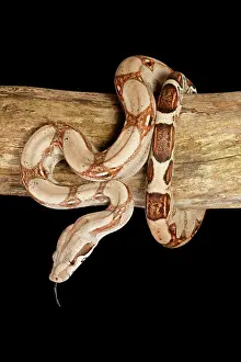 Tail Prints: Colombian Red Tail Boa Constrictor on Log - Vertical