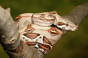 Tail Prints: Colombian Red Tail Boa Constrictor sitting on branch