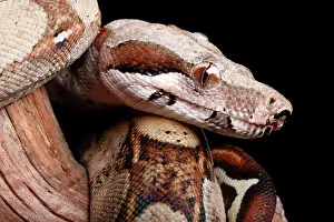 Tail Prints: Colombian Red Tail Boa Portrait