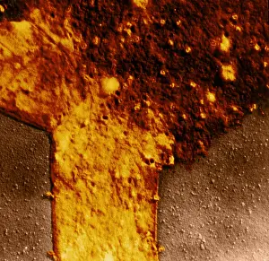 Bacteriophage Prints: Colon Bacillus, T4 Bacteriophage Infection, TEM