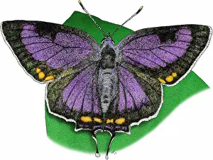 State Prints: Colorado hairstreak butterfly