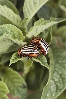 Beetle Prints: Colorado Potato Beetles
