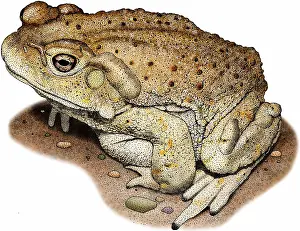 Arizona Prints: Colorado river toad