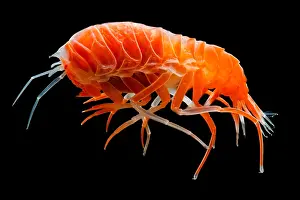 Orange Prints: Colorful Amphipod