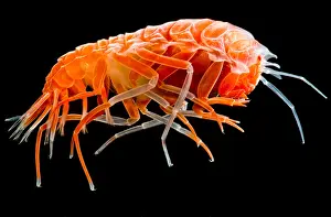Arthropod Prints: Colorful Amphipod