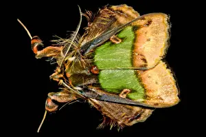 Nocturnal Prints: Colorful Cryptic Moth