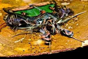 Nocturnal Prints: Colorful Cryptic Moth