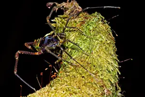 Temperate Prints: Colorful Harvestman