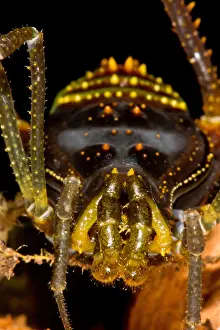 Temperate Prints: Colorful Harvestman