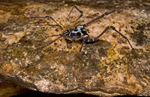 Temperate Prints: Colorful Harvestman