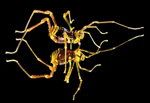 Reflecting Prints: Colorful Harvestman