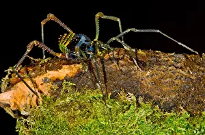 Temperate Prints: Colorful Harvestman