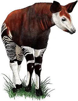 Okapi Prints: Okapi