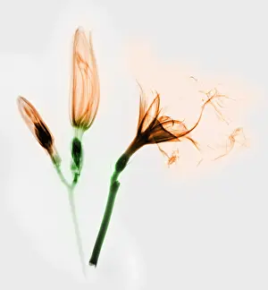 January Prints: Colorized X-ray of Daylilies