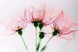 Best Sellers Part IV Prints: Colorized X-ray of Roses