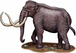 Herbivore Prints: Columbian mammoth