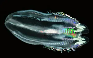Production Prints: Comb Jelly