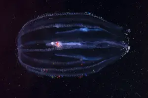 Jellyfish Prints: Comb Jelly