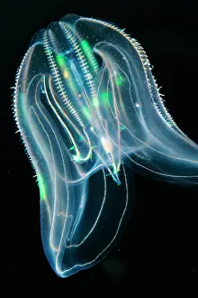 Fish Prints: Comb Jelly, Ctenophora, Gulf of Mexico