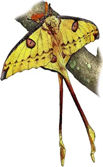 Comet Prints: Comet moth