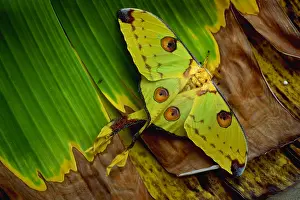 Insect Prints: Comet moth