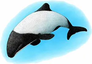Animals Prints: Commerson's Dolphin