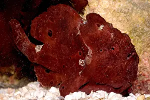Commerson's Frogfish