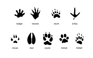 Prints: Common Animal Tracks