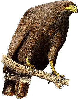 Hawk Prints: Common Black Hawk