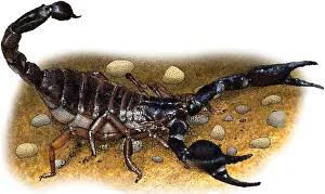 Middle Prints: Common black scorpion