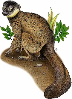 Island Prints: Common brown lemur