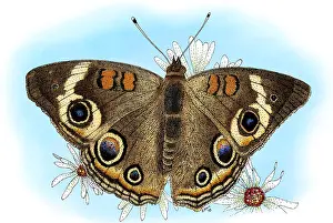 Butterfly Prints: Common Buckeye Butterfly