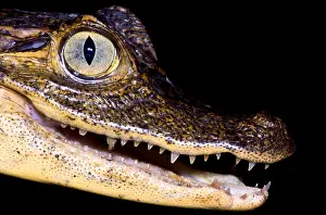 Tooth Prints: Common Caiman