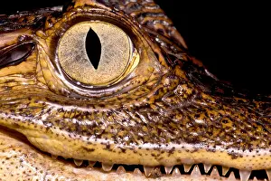 Rica Prints: Common Caiman Eye