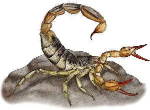 California Prints: Common California Scorpion