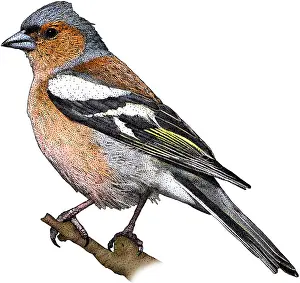 Europe Prints: Common Chaffinch