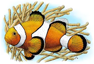 Pacific Prints: Common Clownfish