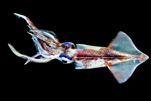 Mexico Prints: Common Clubhook Squid (Onychoteuthis banksii)